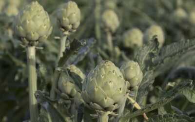 La alcachofa Green Queen F1 de Basf reduce el desperdicio alimentario en el lineal