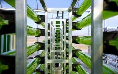 AlgaEnergy firma el Pacto Mundial de las Naciones Unidas