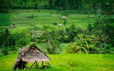 COPA-Cogeca denuncia que el arroz comunitario se ve amenazado por la política comercial de la UE