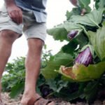 Abril arranca con la brusca caída de los precios de calabacín, pepino y berenjena: Se paga un 50% menos que hace un año