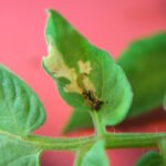 Corteva Agriscience anuncia nuevas marcas globales dentro de su gama de insecticidas naturales Spinosines