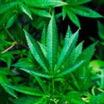 La superficie dedicada al cultivo de cáñamo se multiplica por ocho en los últimos cinco años al amparo de las ayudas de la PAC