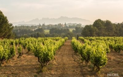 Webinar de la DOP: el cava de mayor calidad será 100% ecológico en 2025