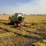 Los regantes se movilizan para reclamar mayor dotación de agua para el cultivo del arroz en la próxima campaña