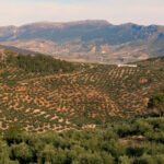 El proyecto Provide realiza una propuesta de programa medioambiental para el olivar de montaña y los beneficios que genera la actividad agrícola