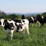 El Gobierno insiste: Adjudica de nuevo el suministro de leche para ayuda alimentaria a una firma portuguesa en vez de una nacional