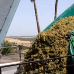 Exigen a Planas que reclame fondos adicionales a la UE para el vino español ante el temor de que se pueda quedar sin él