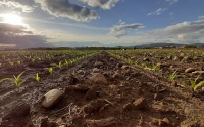 Callisto Plus y Mistral Plus, nuevos herbicidas de Syngenta para el cultivo de maíz