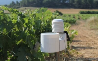 Agrigenio Vite, la solución de Basf para la gestión sostenible del viñedo