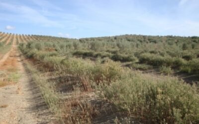 Estrategias de control de  Conyza spp. en el olivar