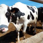 ¿Dónde está la defensa de la clase media agraria?: Más de 700 ganaderos de vacuno de leche abandonan su actividad en el último año