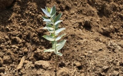 ICL presenta su nueva gama de fertilizantes encapsulados Agroblen Tablet