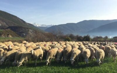 El MAPA prepara un RD que regulará la creación y funcionamiento de OP en vacuno de carne y ovino-caprino