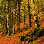 Respaldo a la Ley de Cambio Climático: Primer paso para la valorización económica de los bosques como principales sumideros de CO2