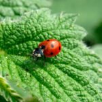 Colaboración institucional y agraria para lograr una lucha sostenible contra plagas en la agricultura gaditana’