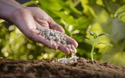 ¿Qué es POLYSULPHATE? Un fertilizante multinutriente S Mg K Ca