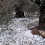 Las tormentas de este domingo con pedrisco dejan graves daños en cultivos de algunas localidades de la comarca de la Plana Baixa