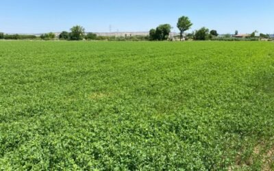 El sector agroindustrial de forrajes deshidratados elevo su producción casi un 4%, hasta cerca de 1,5 Mt en 2020/21