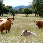 Por Otra PAC defiende que las fincas agrarias pequeñas son «más productivas y beneficiosas para la biodiversidad», pero están marginadas