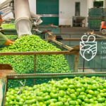 Protocolo de colaboración de la IGP Aceitunas Manzanilla y Gordal de Sevilla para impulsar la profesionalización del sector