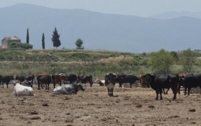 La Generalitat valenciana habilitará ayudas directas para los ganaderos de reses bravas y toros de lidia