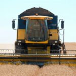 Se reduce un 3,5% la superficie sembrada de cereal de otoño-invierno para esta campaña con caídas en todas las variedades