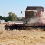 Los precios de los cereales siguen cayendo en España, a contracorriente de unos mercados internacionales con fuertes subidas