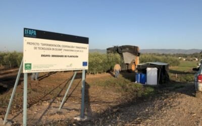Desarrollo vegetativo y producción de diferentes diseños de plantación en olivar