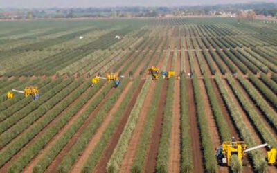 La UCO acogerá el I Curso Olint de Moderna Agricultura