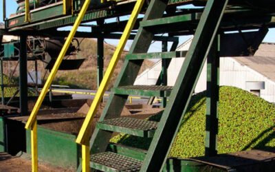 Almazaras Federadas destaca que los olivareros han mejorado más de un 45% el precio de liquidación