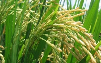 Certis Europe y Kumiai desarrollan un nuevo herbicida para cereal y arroz
