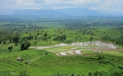 Bruselas rechaza frenar o prohibir las importaciones preferenciales de arroz pese al golpe militar en Myanmar
