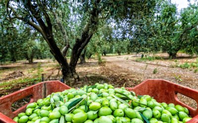 Avances de superficies y producciones agrícolas