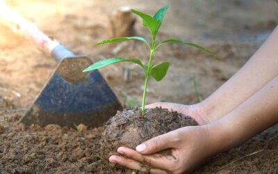 La Comisión pone en marcha la iniciativa de cultivo de carbono