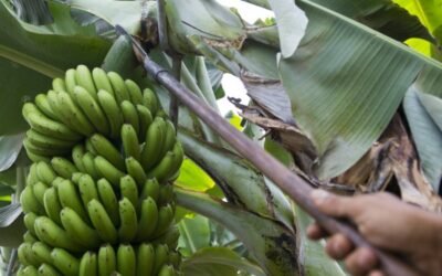 El sector insta al Gobierno canario a que defienda al plátano ante la Ley de la Cadena Alimentaria