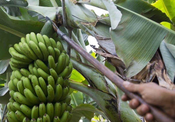 El sector insta al Gobierno canario a que defienda al plátano ante la Ley de la Cadena Alimentaria
