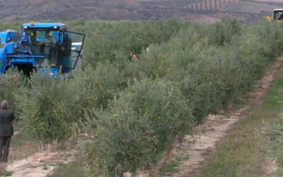 El VI Curso de Experto en Olivicultura de la UPM comenzará con una jornada sobre agricultura de precisión