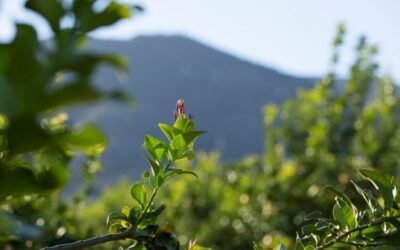 La clave para nuestros cultivos es conocer y proteger la salud de suelo