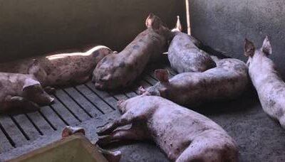 Deplan asegura más del 70% de eficiencia para el tratamiento del olor en explotaciones ganaderas