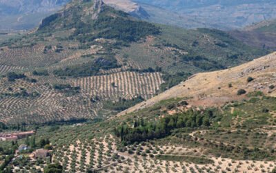 El programa UJA-CEP aborda las estrategias y retos del sector oleícola jiennense