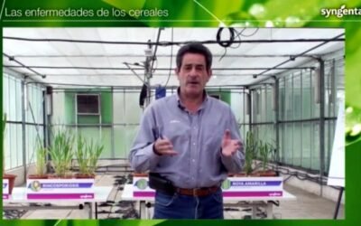 Syngenta analiza las principales enfermedades foliares del trigo y la cebada en una jornada técnica