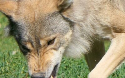 Once CC.AA. solicitan al Miterd archivar el expediente de inclusión del lobo en el LESPRE