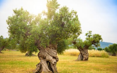 Apulia apuesta por el uso de la innovación y el control en la gestión del olivar