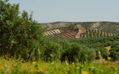 Día Internacional de la Madre Tierra: el olivar como garantía de biodiversidad