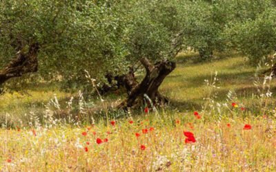 El suelo del olivar se perfila como gran aliado frente al cambio climático