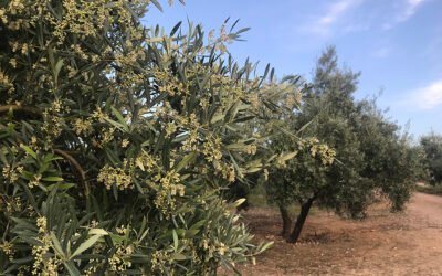 La Comisión Europea concede a la Universidad de Jaén una acción de investigación «Marie Curie» sobre el tratamiento contra Xylella fastidiosa