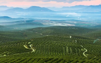 España presentará la candidatura de los «Paisajes del Olivar en Andalucía» en la Lista de Patrimonio Mundial de la Unesco en 2023