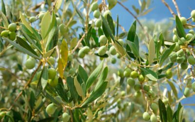 La producción europea de aceite de oliva se sitúa en 2,02 millones de toneladas hasta marzo
