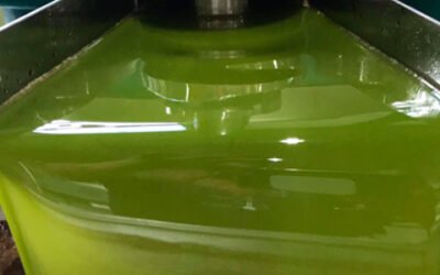 UPA-Andalucía destaca la buena salud de la comercialización de aceite de oliva