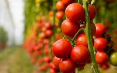 Aguilera insiste ante la CE para que revise el precio de entrada del tomate marroquí al mercado comunitario